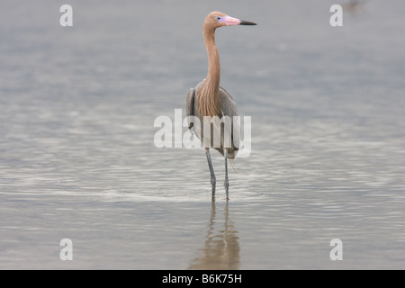 Une Aigrette rougeâtre sur la plage à tiges à Fort DeSoto Park. Banque D'Images