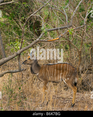 Les jeunes grand koudou antilope Tragelaphus strepsiceros femme marchant le long de l'Afrique du Sud Afrika afrika mammifères forestiers bush Banque D'Images