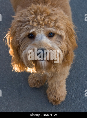 Covapoo puppie hypoallergénique chiot blond brun clair Cavalier King Charles Spaniel Poodle délestage Non allergies Vigueur Hybride Banque D'Images