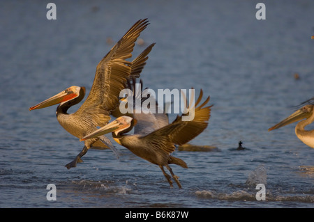 Le Pélican brun Pelecanus occidentalis troupeau d'adultes prendre un vol le long de la plage de la côte de la Californie du sud Banque D'Images
