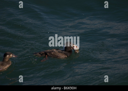 Le Pélican brun Pelecanus occidentalis troupeau d'adultes prendre un vol le long de la plage de la côte de la Californie du sud Banque D'Images