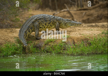 La faune sauvage Crocodile du Nil Crocodylus niloticus afrca-sud de l'Afrique hors de l'eau étang big fat de lourdes séjour un séjour Banque D'Images