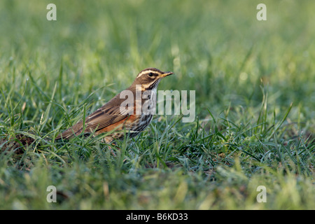 Redwing Turdus iliacus au sol alimentation Ashwell Hertfordshire Banque D'Images