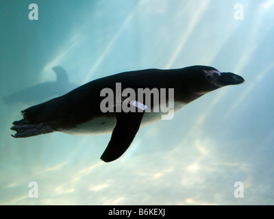 Penguin nager dans le Zoo Biblique de Jérusalem. Banque D'Images