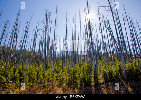 La régénération des arbres qui a brûlé dans les incendies de forêt près de Dunraven Pass Parc National de Yellowstone au Wyoming USA Banque D'Images