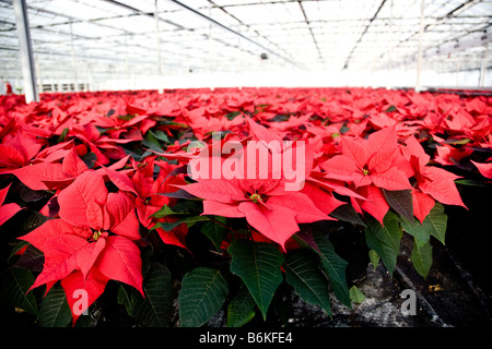 Les poinsettias croissant dans des pots dans une pépinière de Chichester dans le West Sussex Banque D'Images