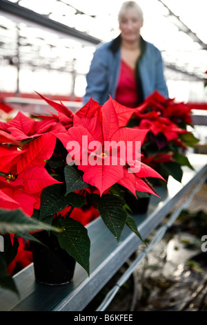 Emballer les plantes poinsettia prêt pour le supermarché Banque D'Images