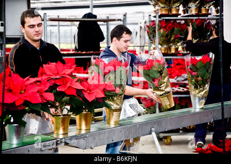 Emballer les plantes poinsettia prêt pour le supermarché Banque D'Images