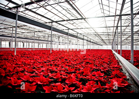 Les poinsettias croissant dans des pots dans une pépinière de Chichester dans le West Sussex Banque D'Images