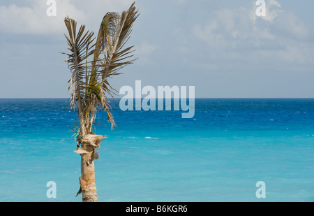 Palm Tree with ocean in background Banque D'Images