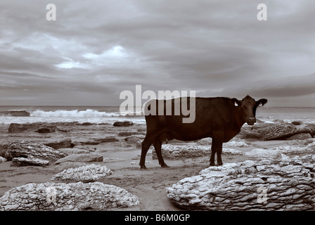 Vache Noire,une partie d'un troupeau organiques, allant à la traite sur ferme côtière à White Park Bay Coast, comté d'Antrim, en Irlande du Nord Banque D'Images