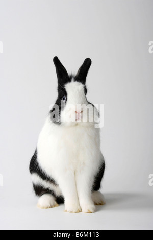 La crinière d'un lion noir et blanc lapin nain lapin domestique Banque D'Images