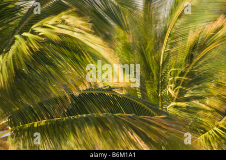 Les frondes de palmiers de noix de coco Anaehoomalu Bay Waikoloa Beach Resort Kohala Coast Île d'Hawaï Banque D'Images