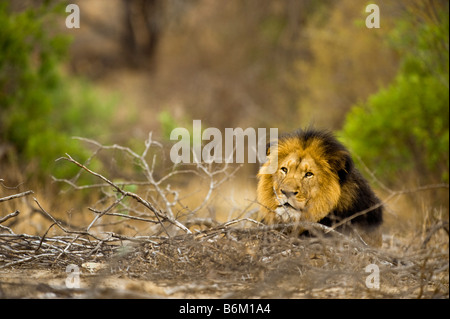 L'état sauvage des animaux lion mâle en parfait état allongé, bouche ouverte, dents gape yawn bailler béant langue panthera leon au sud-Afr Banque D'Images