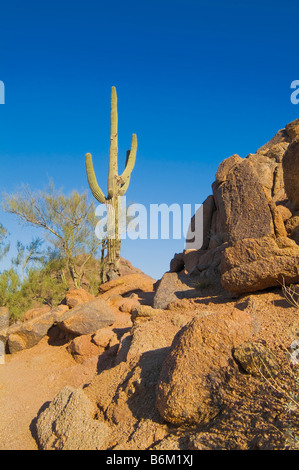 Saguaro Cactus sur Sentier de montagne, montagnes Camelback Phoenix Arizona, USA Banque D'Images