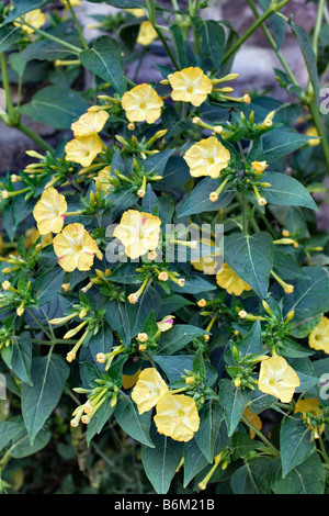 MIRABALIS JALAPA MERVEILLE DE PÉROU QUATRE PLANTES OCLOCK Banque D'Images