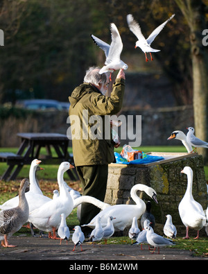 Un homme Nourrir les oiseaux dans un parc public. Banque D'Images