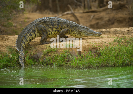 La faune sauvage Crocodile du Nil Crocodylus niloticus afrca-sud de l'Afrique hors de l'eau étang big fat de lourdes séjour un séjour Banque D'Images