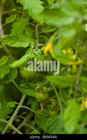 Des tomates cultivées en conteneur mural dans de petits jardin urbain UK Banque D'Images