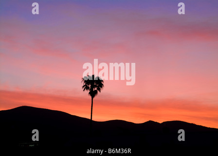 Palmier sur une colline Montagne Ventura, Californie, USA Banque D'Images