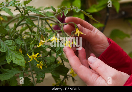 Des tomates cultivées en conteneur mural dans de petits jardin urbain UK Banque D'Images