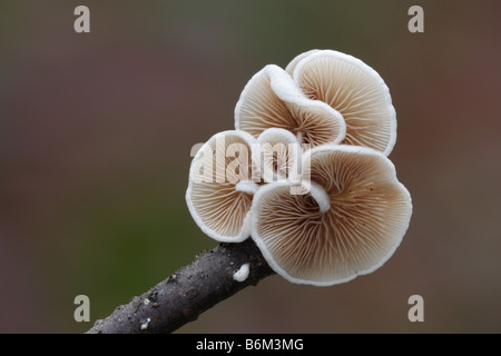 Oysterling - Crepidotus variabilis variable Banque D'Images