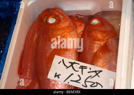 Le vivaneau rouge marché aux poissons Tsukiji shijo Tokyo Japon fruits de mer Banque D'Images