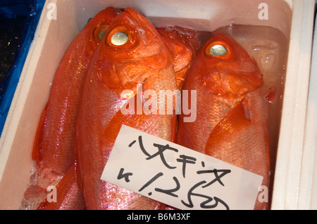 Le vivaneau rouge marché aux poissons Tsukiji shijo Tokyo Japon fruits de mer Banque D'Images