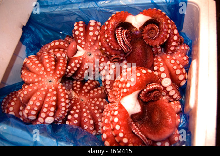 Octopus à shijo Tsukiji fish market in Tokyo Japon fruits de mer Banque D'Images