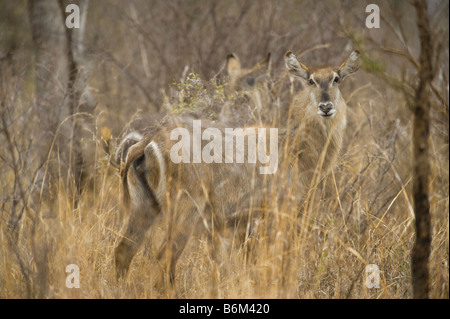 KOBUS ellipsiprymnus sauvages de la faune waterbuck commun camouflage parfaitement l'Afrique du Sud Afrique afrika mammifère bush bush wood Banque D'Images