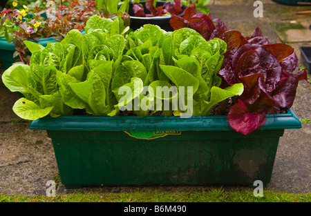 La laitue cultivée dans des conteneurs dans les petites zones urbaines jardin UK Banque D'Images