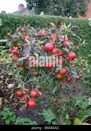 Un tas de pommes sur un arbre Fiesta Banque D'Images