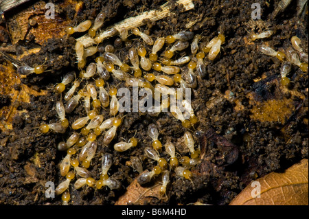 La faune sauvage les termites fourmis blanches makro travailleurs sud-afrique macro jaune blanc la faune sauvage du Limpopo, Afrique du Sud Afrique sout Banque D'Images