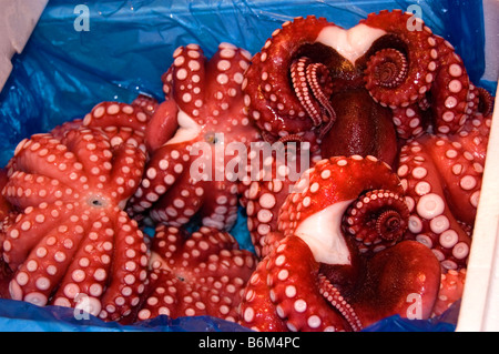 Octopus à shijo Tsukiji fish market in Tokyo Japon fruits de mer Banque D'Images