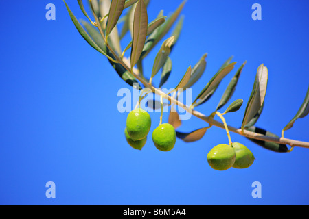 Olives sur un olivier