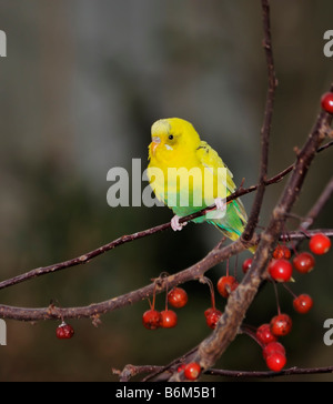 Une Perruche ondulée, Melopsittacus undulatus, échappé à la TEP et vu dans un arbre. New York, USA. Banque D'Images