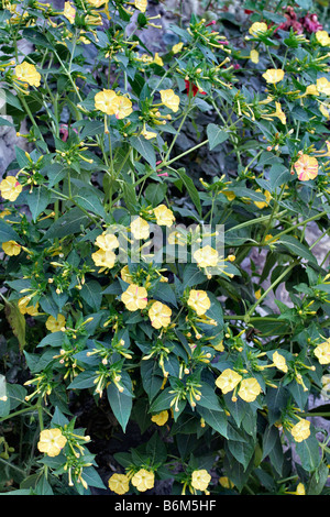 MIRABALIS JALAPA MERVEILLE DE PÉROU QUATRE PLANTES OCLOCK Banque D'Images