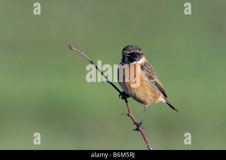 Saxicola torquata Stonechat mâle perché à Potton alerte Bedfordshire Banque D'Images