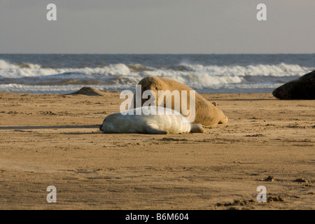 Le phoque gris ( Halichoerus grypus ) et adultes Pup sur la plage à Donna Nook, Lincolnshire, Royaume-Uni Banque D'Images