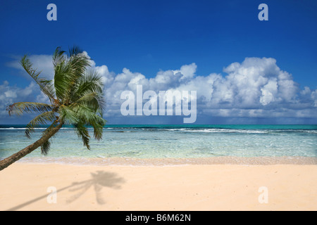 Palmier surplombant une plage immaculée à Hawaï Banque D'Images