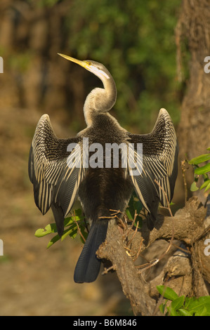 L'Oriental Darter Anhinga melanogaster Darter indien ou les bains de soleil au sud de la rivière Alligator Kakadu Territoire du Nord Banque D'Images