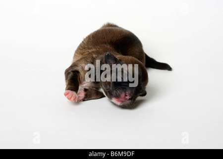 Tibetan Spaniel puppy 2 jours Banque D'Images