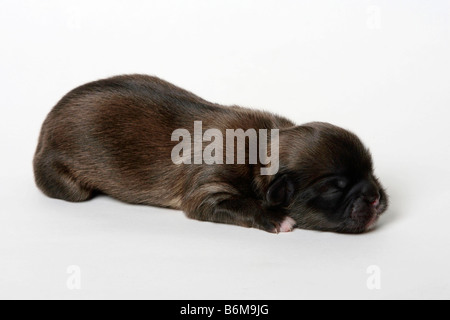 Tibetan Spaniel puppy 2 jours Banque D'Images