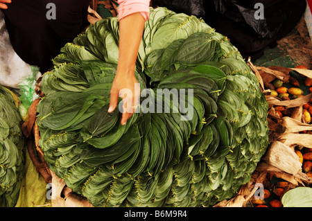 Aliments naturels, Sri Lanka, asie, pas d'additifs chimiques, pas d'ogm, Légumes, personnes, santé, photo Kazimierz Jurewicz, Banque D'Images