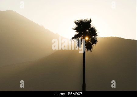 Silhouette d'un palmier de Palmyre contre le lever du soleil dans la campagne indienne Banque D'Images