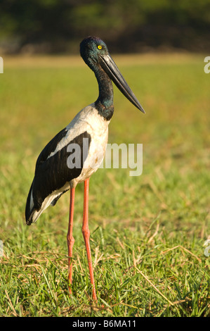 Black necked stork Ephippiorhynchus asiaticus debout rive sud de la rivière Alligator Kakadu National Park au Territoire du Nord Banque D'Images