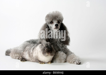 Caniche miniature et d'une crinière de lion lapin nain lapin domestique rhon Banque D'Images