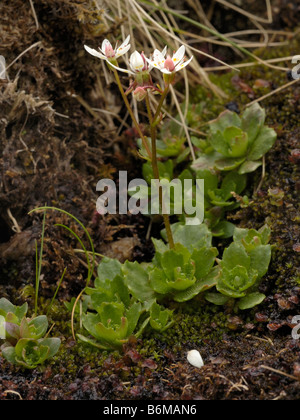 Ciel étoilé, Saxifrage saxifraga Stellaris Banque D'Images