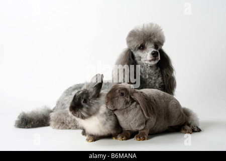 Caniche miniature silver Lop oreilles lapin nain Rex lilas et d'une crinière de lion lapin nain lapin domestique rhon Banque D'Images