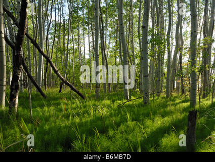 Le vert frais d'une forêt au printemps Banque D'Images